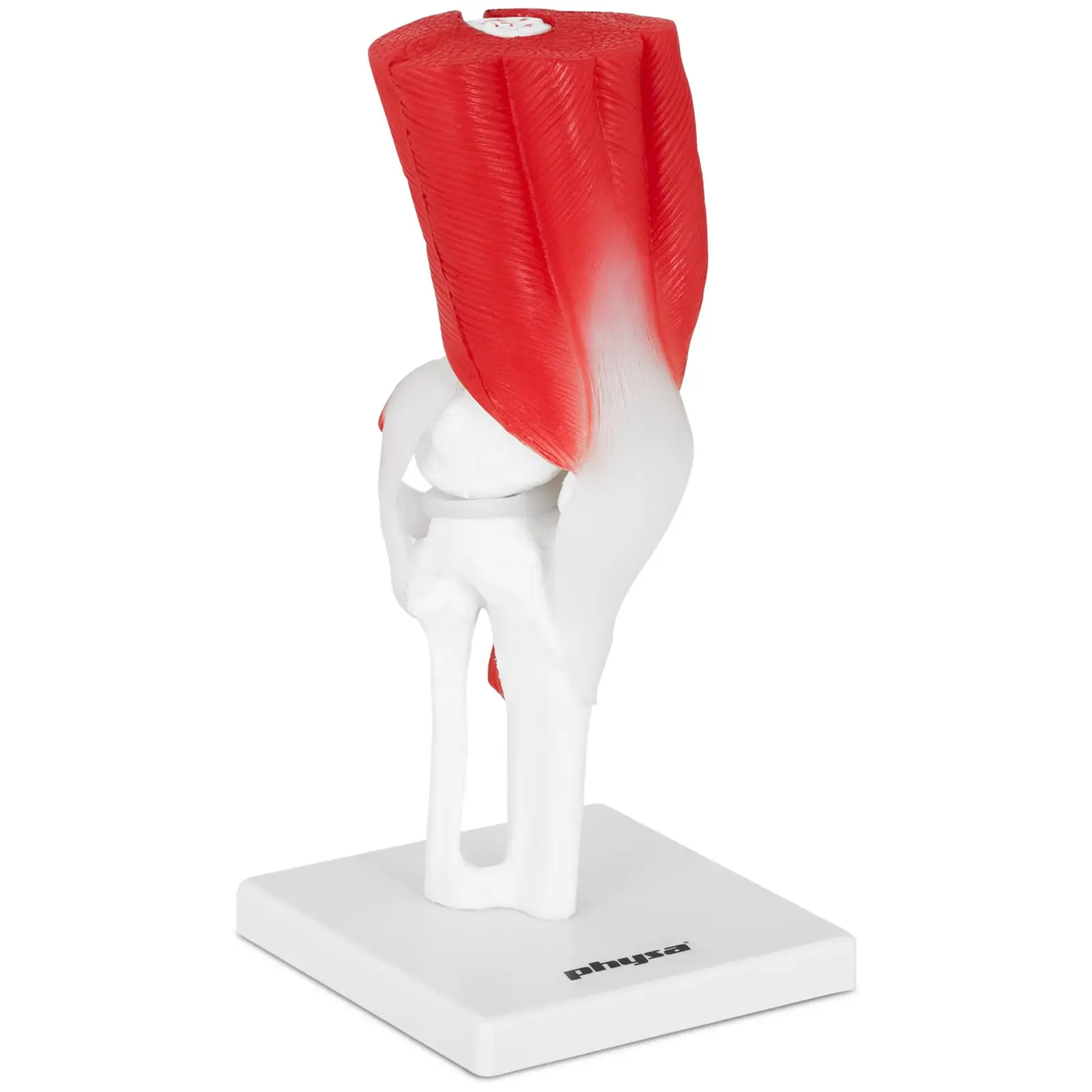 Model kolenskega sklepa - v naravni velikosti